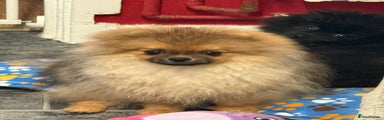 Pomeranian Puppy 1