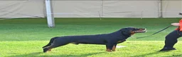 Rottweiler dogs for sale: Rottweiler Puppies  - Advert 8
