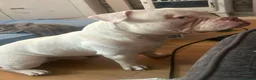 American Bulldog dogs for sale: American bulldog pocket - Advert 1