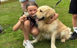 Golden Retriever dogs for stud: Gorgeous Golden Retriever Stud  - Image 9
