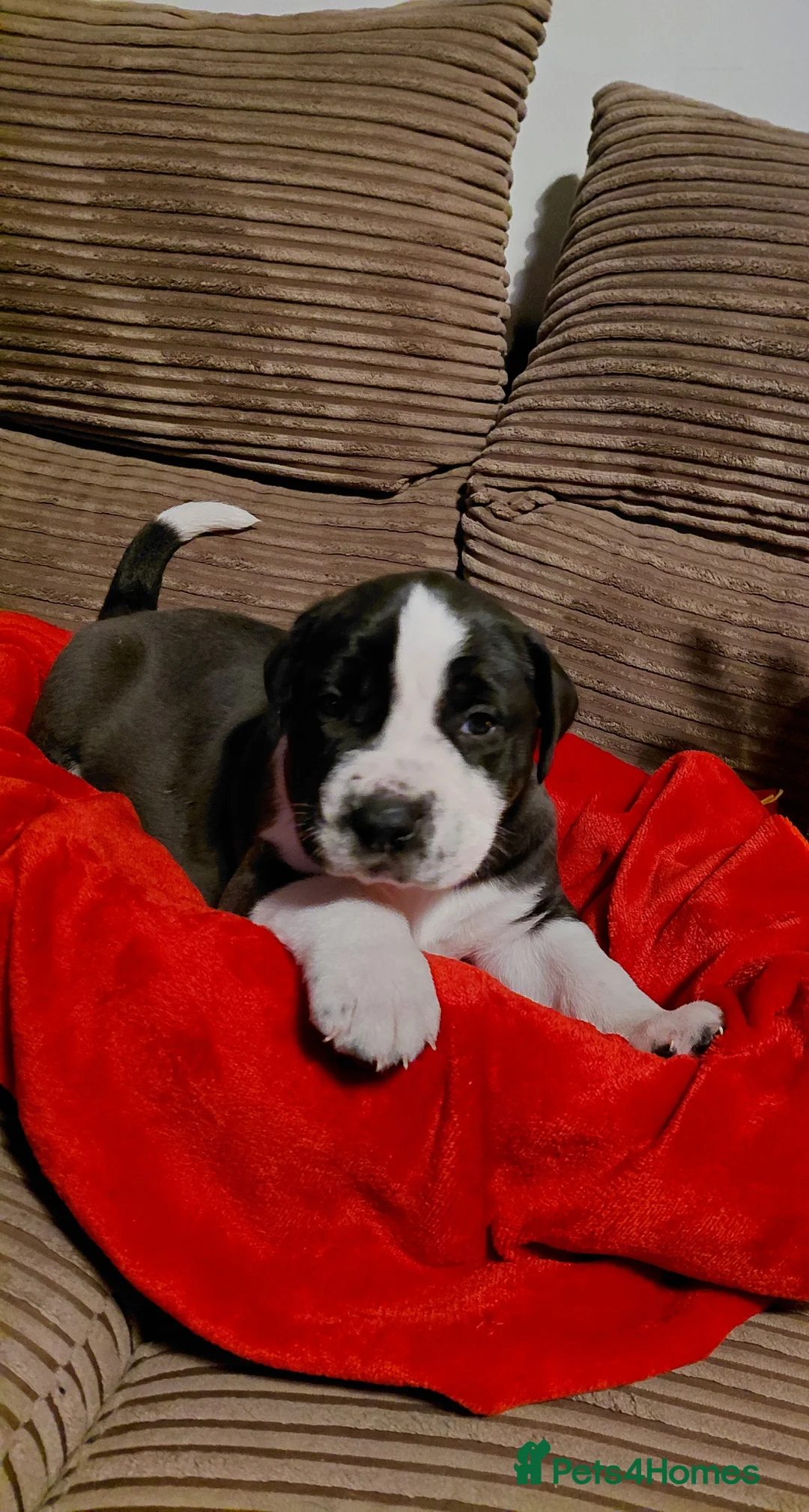 Presa Canario dogs for sale: Beautiful presa canario X alpha blue blood bulldog - Advert 4