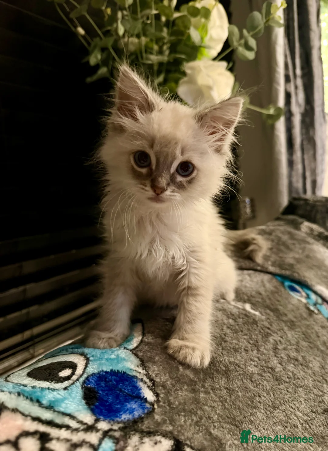 Ragdoll cats for sale: Ragdoll female kitten  - Advert 3