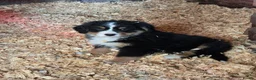 Bernese Mountain Dog dogs for sale: Bernese Mountain Dog Pupps in Congleton - Advert 3