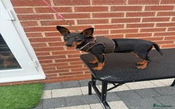 Miniature Pinscher dogs for sale: Pure 100% Miniature Pinscher-Licensed Breeder🐾❤️  - Image 3