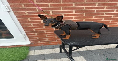 Miniature Pinscher dogs - Advert 11