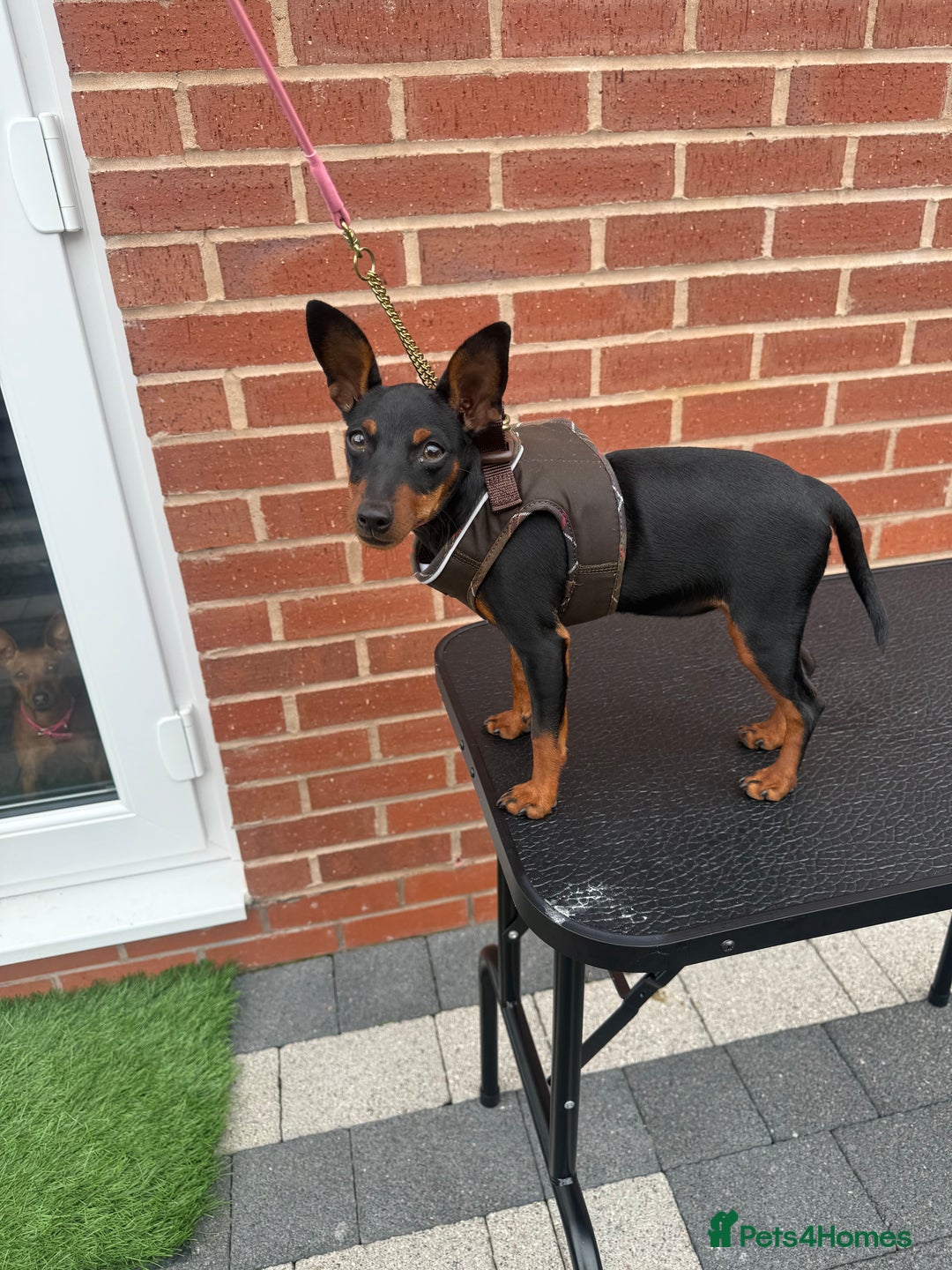 Miniature Pinscher dogs for sale: Pure 100% Miniature Pinscher-Licensed Breeder🐾❤️  - Image 3