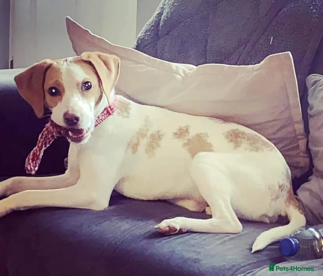 Beagle dogs for sale: Beagle boy for rehoming - Advert 1