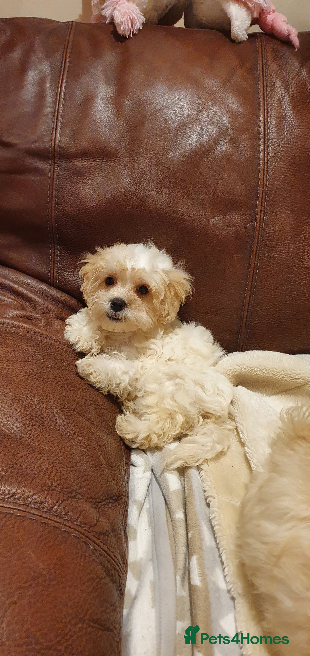 Maltipoo dogs for sale: Olivia M - Image 5