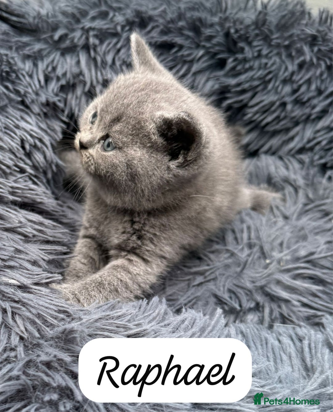 British Shorthair cats for sale: Beautiful Blue British shorthair kittens for sale - Image 14