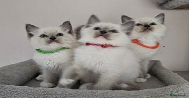 Ragdoll cats - Advert 16