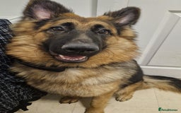 German Shepherd dogs for sale: 10 month old German Shepherd female - Image 2