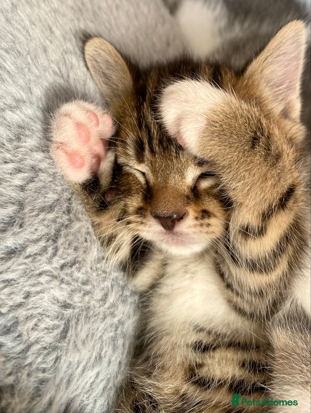 Mixed Breed cats for sale: Amazing, beautiful girl looking for home💕💕 - Image 5