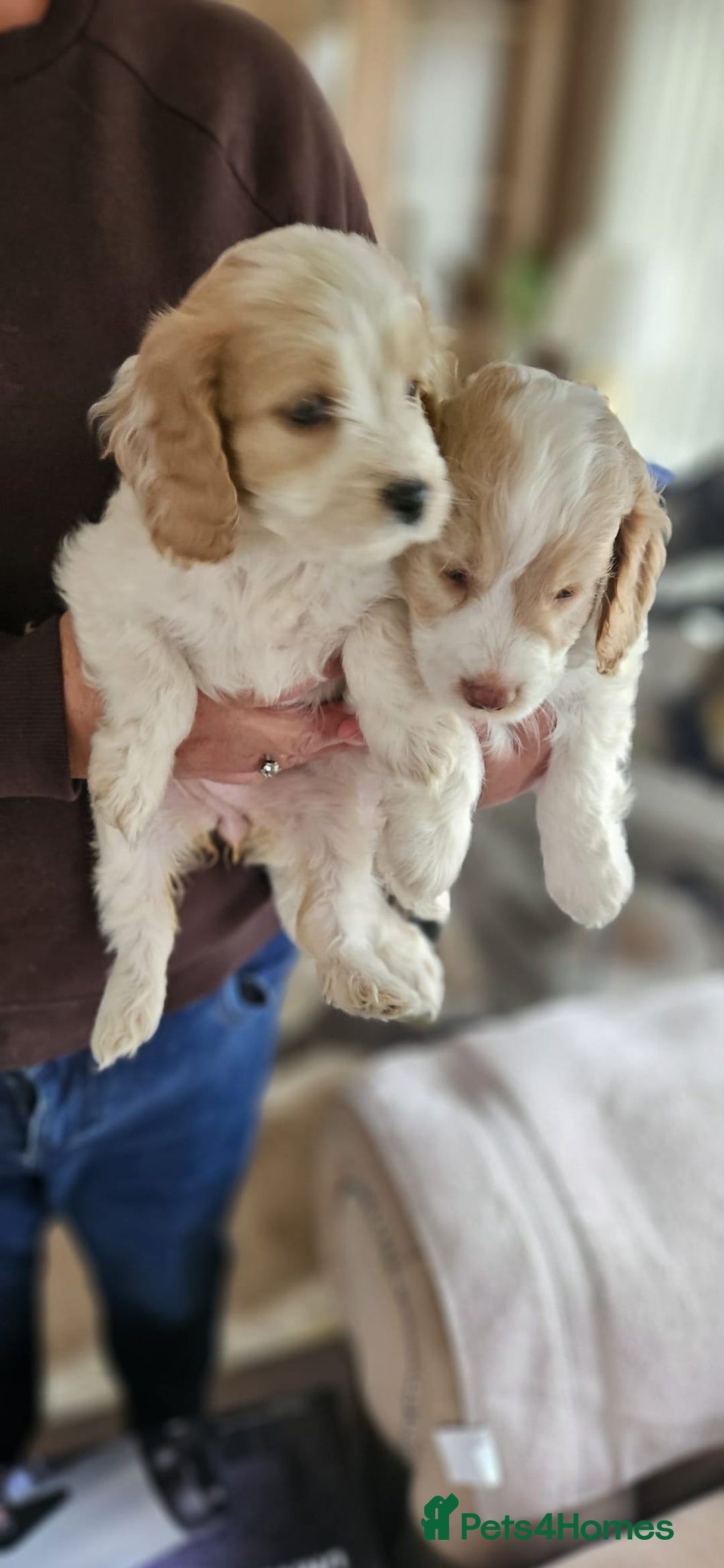 Cockapoo dogs for sale: 8 gorgeous cockapoo puppies - Advert 8