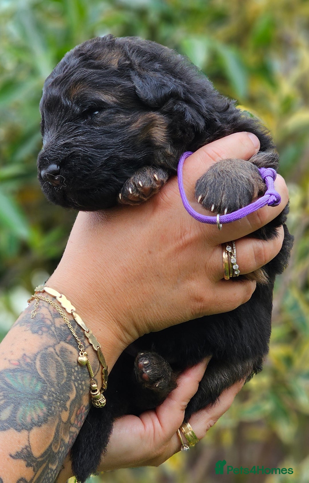 German Shepherd dogs for sale: Long Coat, Health tested, DM clear, GSD pups - Image 38