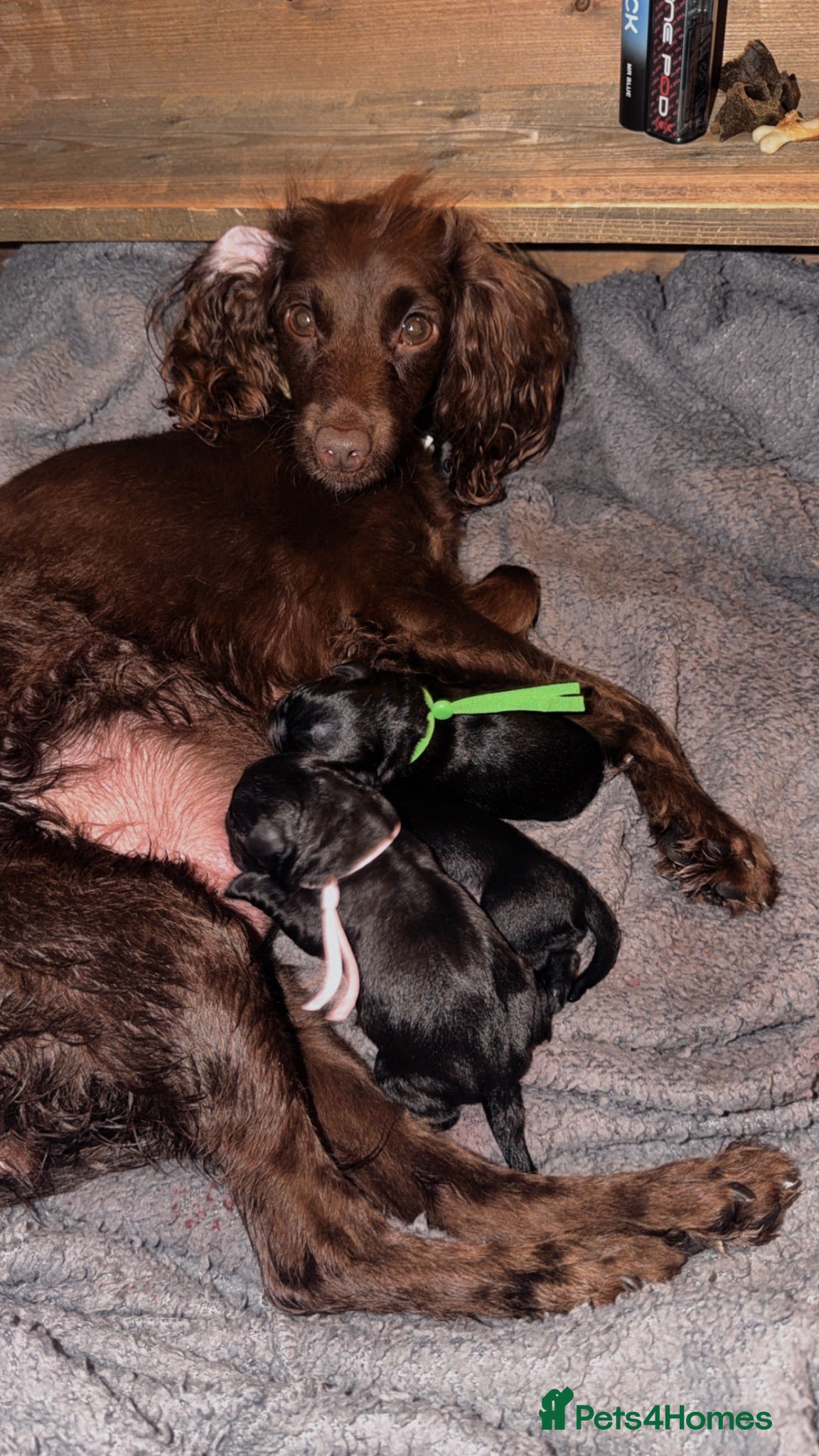 Mixed Breed dogs Cockerbulls - Advert 4