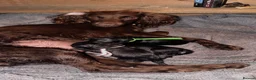 Mixed Breed dogs for sale: Cockerbulls in Swaffham - Advert 1