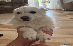 Mixed Breed dogs for adoption: Sonic - Dereham Norfolk  - Image 15