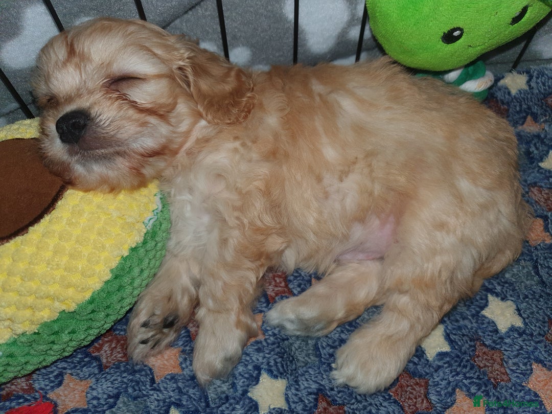 Mixed Breed dogs for sale: Beautiful red and fawn colour Cavapoochons pups - Advert 6