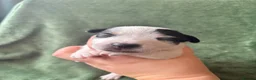 Jack Russell dogs for sale: Beautiful Jack Russell Pups 🩵🩷 - Advert 6