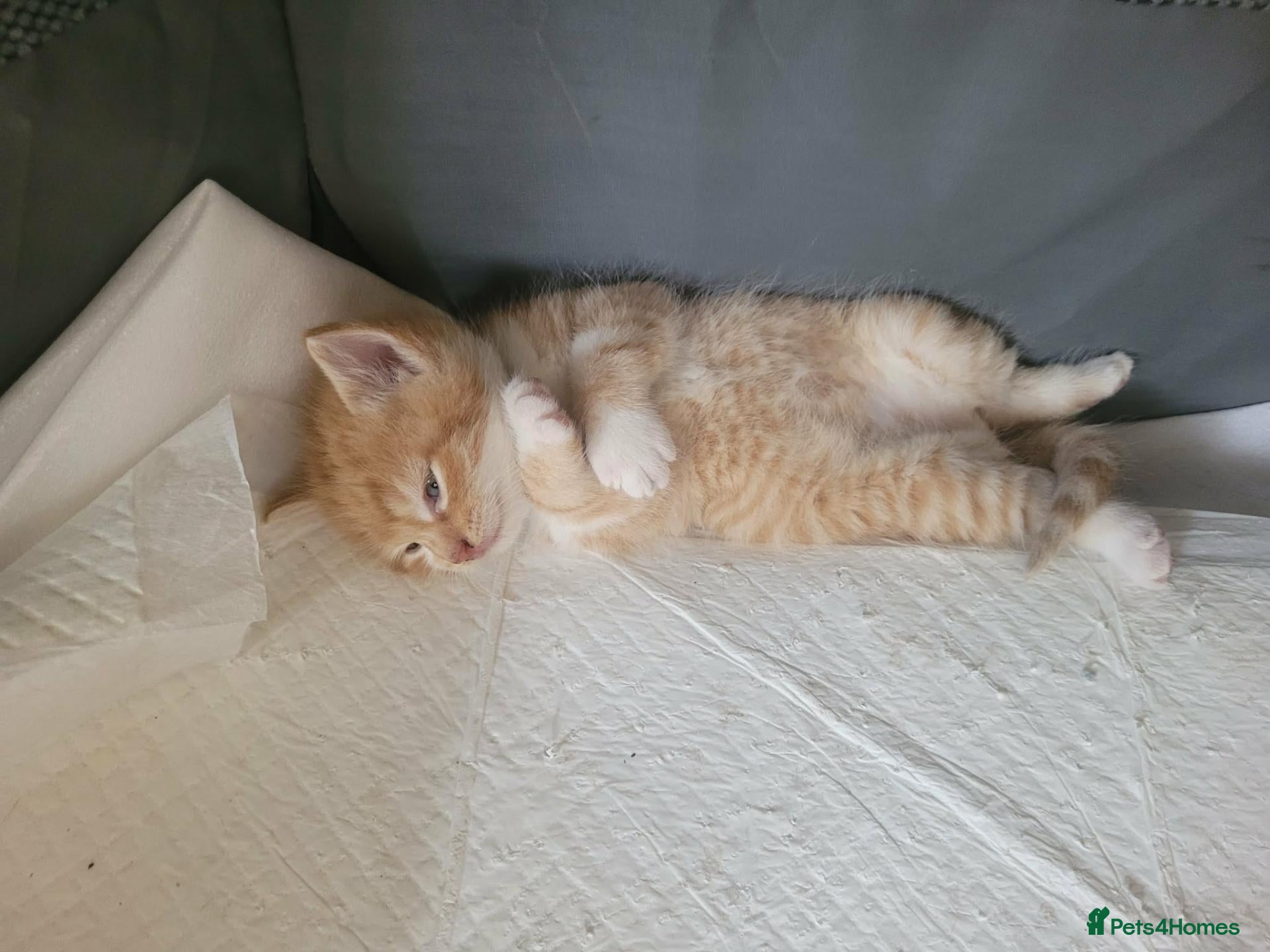 Mixed Breed cats Cutte baby cats for sale . - Advert 3