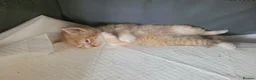 Mixed Breed cats for sale: Cutte baby cats for sale . - Advert 1