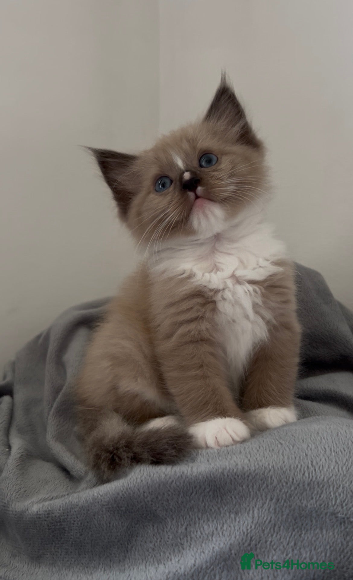 Ragdoll cats Stunning mink and blue mitted Ragdoll kittens  - Advert 1