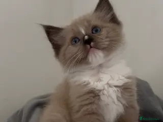 Ragdoll cats Stunning mink and blue mitted Ragdoll kittens - Advert 1