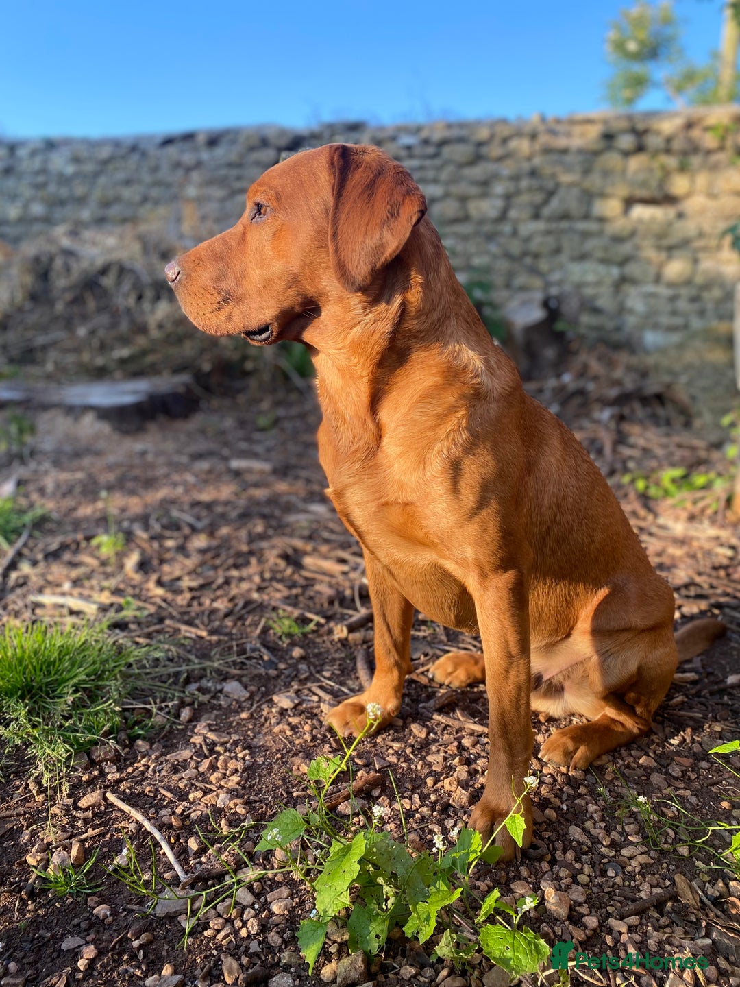 Labrador Retriever dogs for stud: Fully Health Tested Fox Red Stud Dog in Radstock - Advert 2