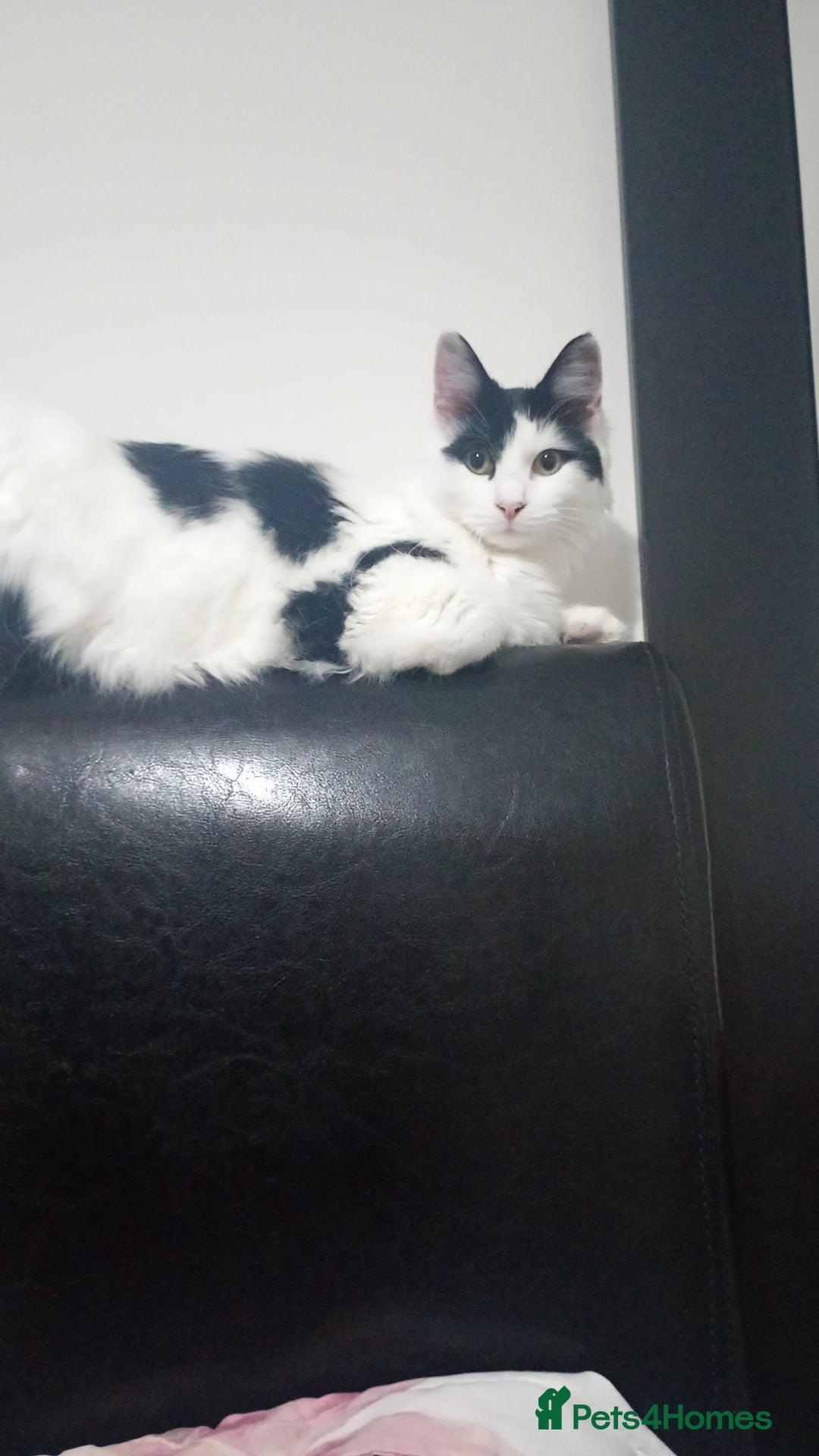 Mixed Breed cats for sale: Milo - 8 month old  - Advert 3
