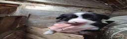 Border Collie dogs for sale: Working collie pups in Market Rasen - Advert 7