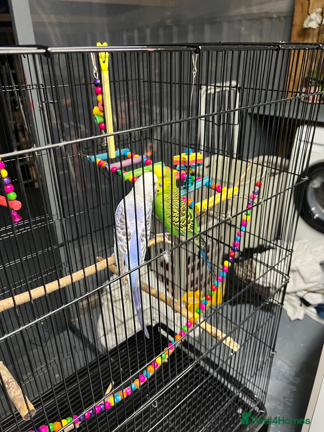Budgerigars birds for sale: 2male Budgerigar  in Saint Helens - Advert 2