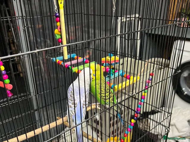 Budgerigars birds for sale: 2male Budgerigar - Advert 2