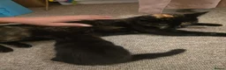Mixed Breed cats for sale: A very cute black female kitten is for sale. in Bognor Regis - Advert 5