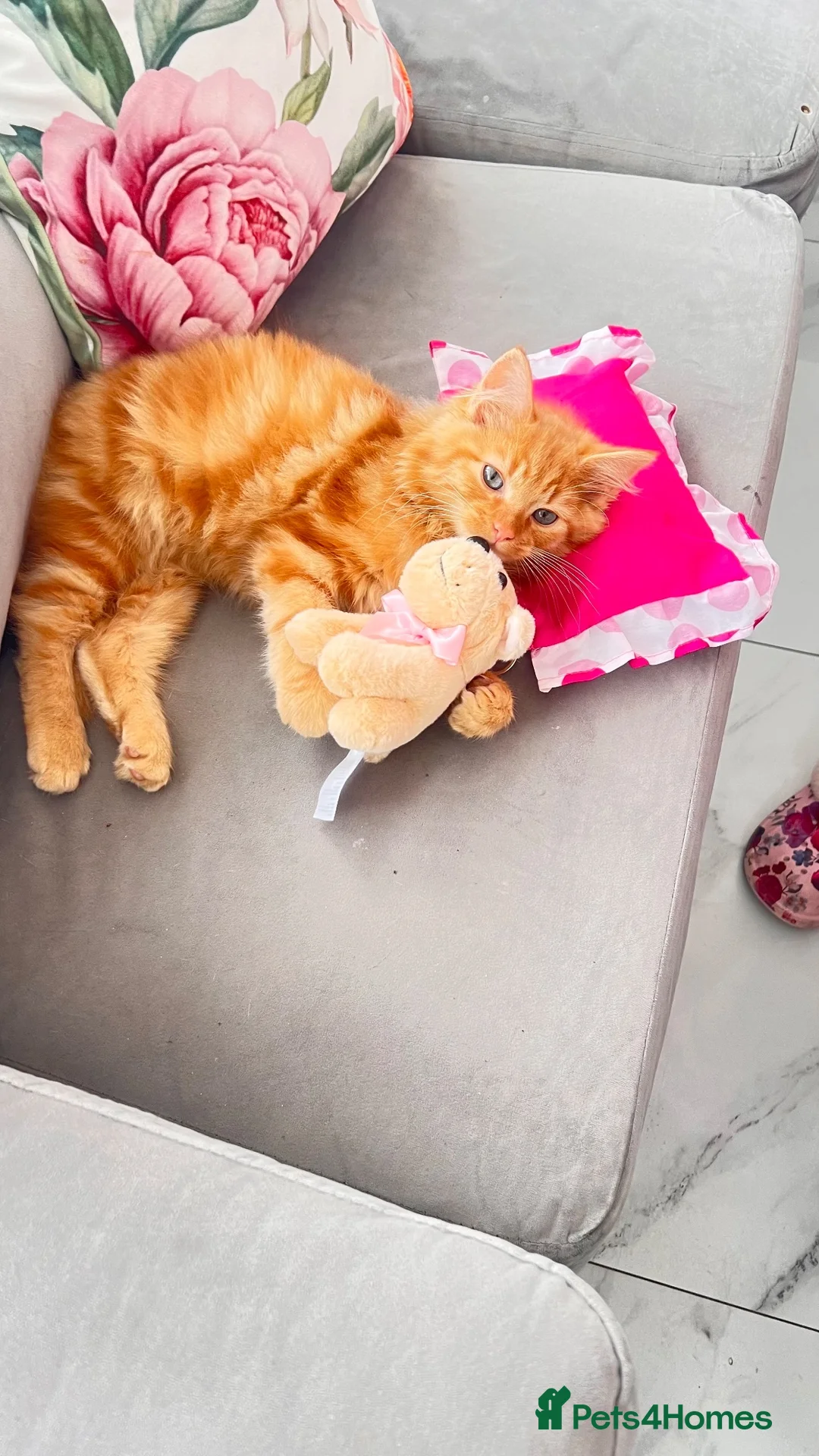 British Longhair cats for sale: Ginger male kitten very fluffy  in London - Advert 3