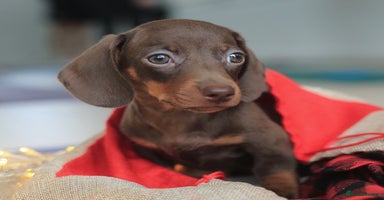 Miniature Dachshund dogs - Advert 16