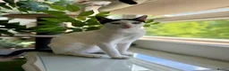 Arabian Mau cats for adoption: Charlie 🐾 - Advert 5