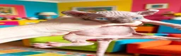 Sphynx cats for sale: STUNNING SPHYNX ELF/CANADIAN KITTENS - Advert 3