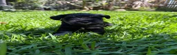 Miniature Schnauzer dogs for sale: Beautiful Pure Miniature Schnauzer Sweethearts  - Advert 4