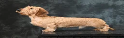 Miniature Dachshund dogs for stud: UK Champion - IDVV 0 scored – Available at Stud - Advert 4