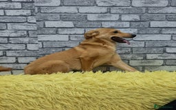 Mixed Breed dogs for adoption: 💖🐶 LESSY 🐶💖 - Image 6