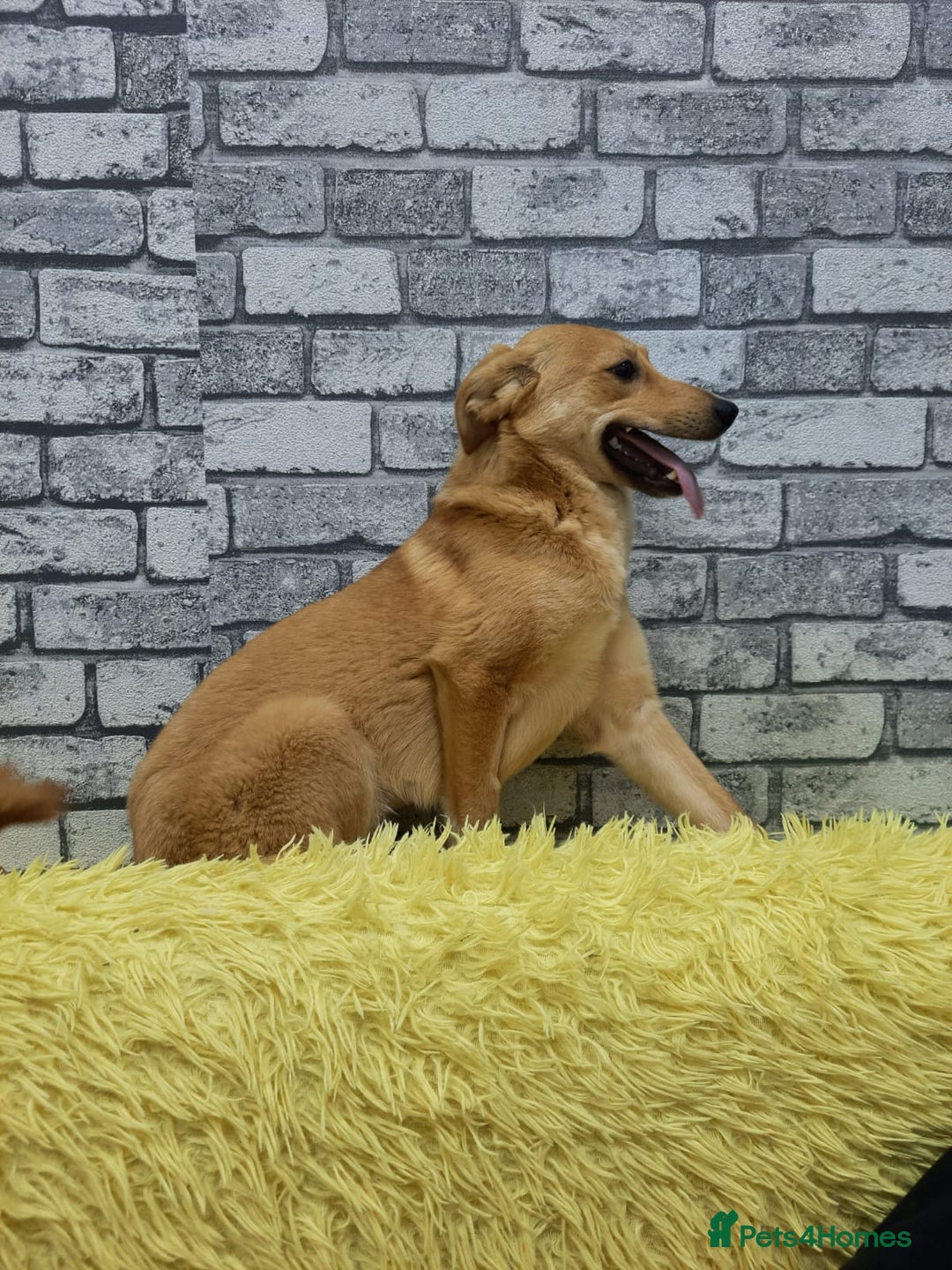 Mixed Breed dogs for adoption: 💖🐶 LESSY 🐶💖 - Image 6