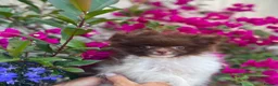Pomeranian dogs for sale: Chocolate Parti Pomeranian  - Advert 2