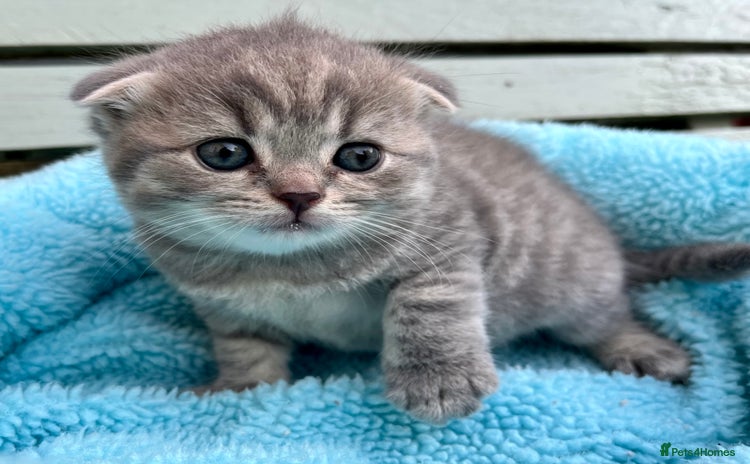 Scottish Fold cats - Advert 2