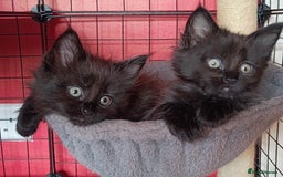 Maine Coon cats for sale: Adorable Maine Coon kittens in Manchester - Image 20