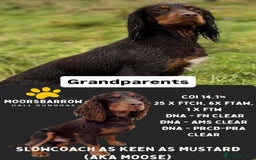 Cocker Spaniel dogs for sale: Working Cocker Spaniel puppies - Image 4