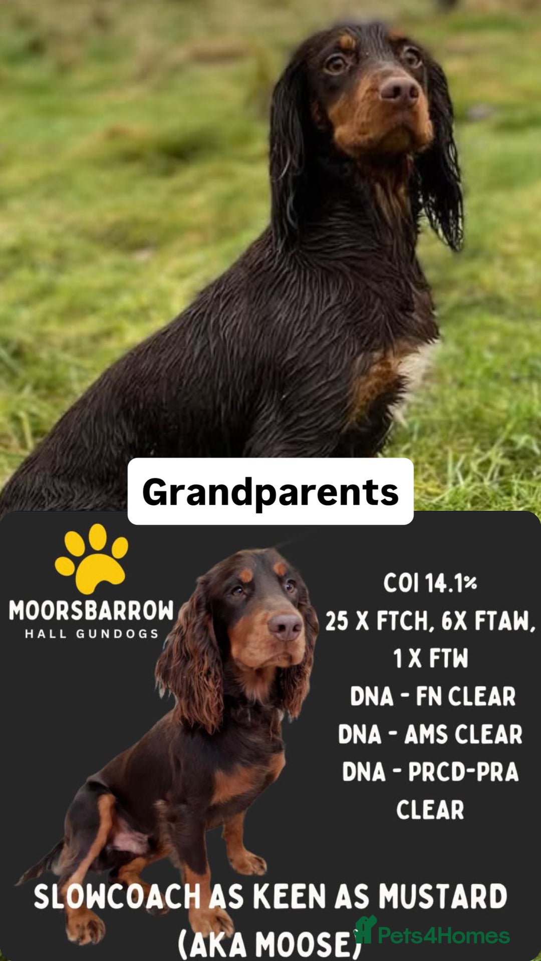 Cocker Spaniel dogs for sale: Working Cocker Spaniel puppies - Image 4