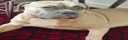 Mixed Breed dogs for sale: Miska - Advert 1