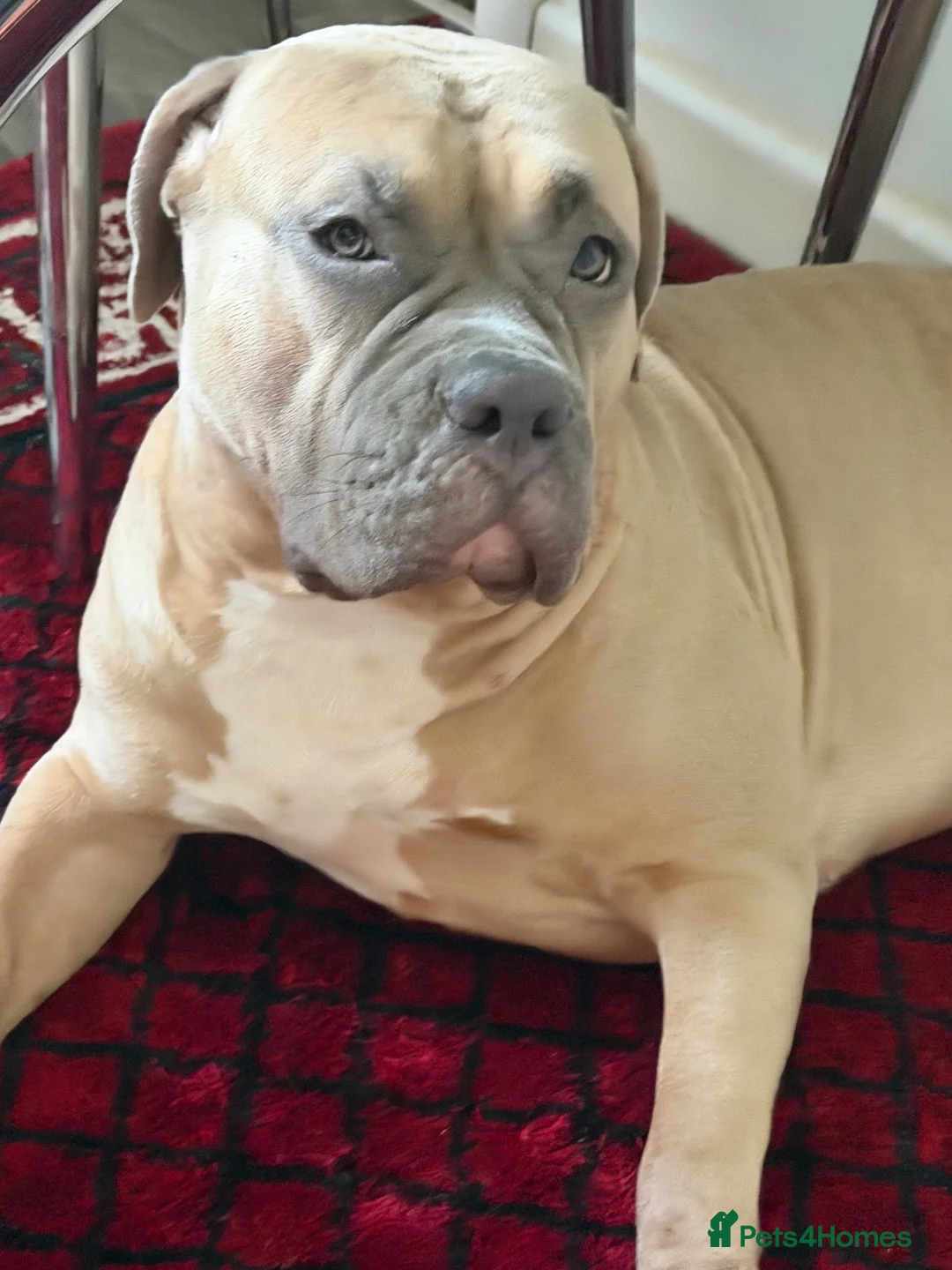 Mixed Breed dogs for sale: Miska - Advert 1
