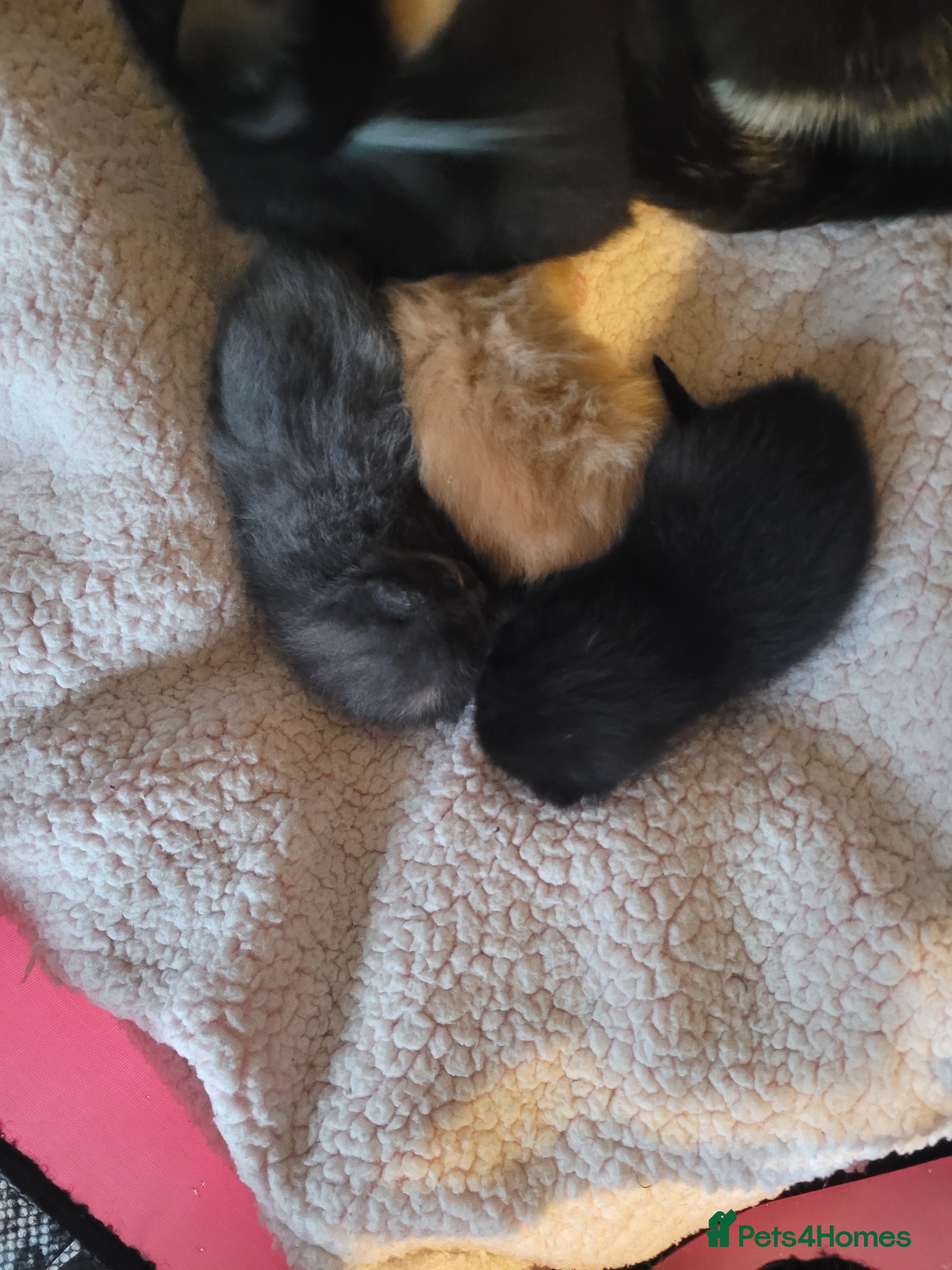 Mixed Breed cats 4 beautiful kittens  - Advert 1