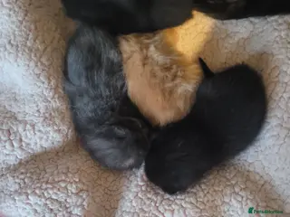 Mixed Breed cats 4 beautiful kittens - Advert 1